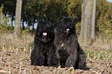 BOUVIER DES FLANDRES 300